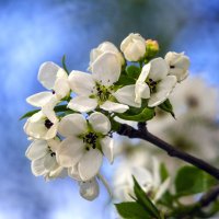 Яблоня :: Lyubov Busova