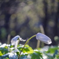 Подснежник :: Lyubov Busova