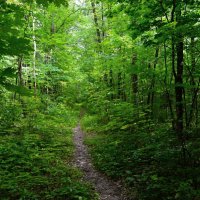Чебоксары. Тропинка в зарослях рощи Гузовского летом. :: Пётр Чернега