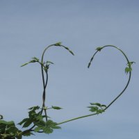 сердце мая :: Елена Шаламова