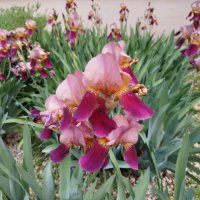 Цветущий май! :: Надежда 