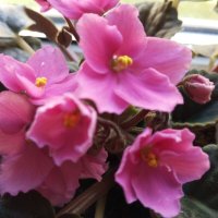 Фиалка :: Елена Семигина