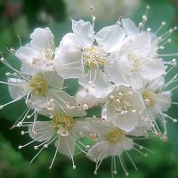 Cпирея :: Елена Семигина