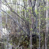 Начало лета :: Ольга 