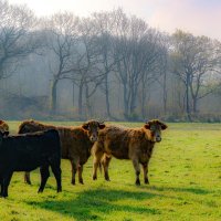 На поле :: Георгий А