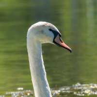 Портрет :: Игорь Сикорский