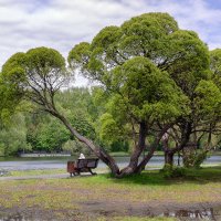 У пруда :: Серый 