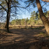 Вокруг болота... :: Николай Гирш