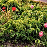 Дизайнерская клумба... :: Анатолий Колосов