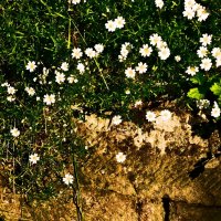 Весенние зарисовки 138 :: Алексей Кузнецов