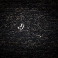 Птенчик... :: Влад Никишин