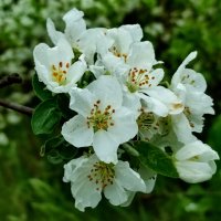 Яблоня :: Валентина Богатко 