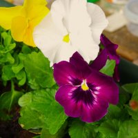 Не только фиолетовые ! :: Юрий Куликов