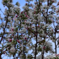 Цветение. :: Наталья Вязигина