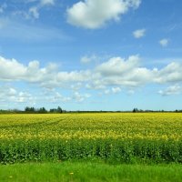 весна :: ИННА ПОРОХОВА весна :: ИННА ПОРОХОВА