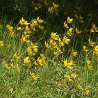 весна :: ИННА ПОРОХОВА весна :: ИННА ПОРОХОВА