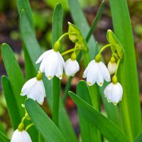 Белоцветник весенний :: Светлана 