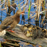 Охраняя спящее потомство :: Андрей Снегерёв Охраняя спящее потомство :: Андрей Снегерёв
