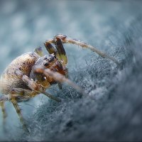 Пришёл на фотосессию... :: Владимир Шошин