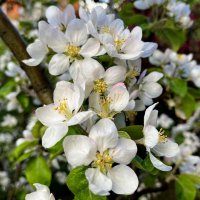 Цветущий май. :: Ирина Цветущий май. :: Ирина