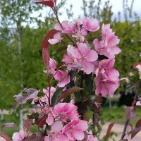 Весеннее цветение. :: Ольга 