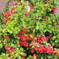 Японская айва. :: Ольга 