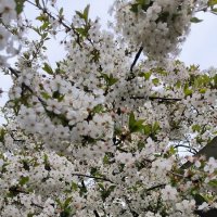 Расцвела под окошком белоснежная вишня! :: Ольга 