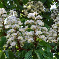 Конский каштан :: Татьяна Машошина