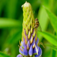 из снятого сегодня  2 :: Александр Прокудин