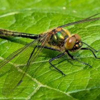 из снятого сегодня 5 :: Александр Прокудин из снятого сегодня 5 :: Александр Прокудин