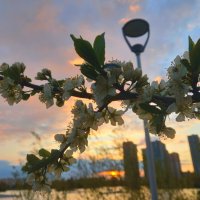 Слива на закате :: Сапсан 