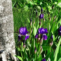 Ирисы у берёзы :: Милешкин Владимир Алексеевич 