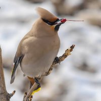 Свиристель. :: Виктор Иванович Чернюк Свиристель. :: Виктор Иванович Чернюк