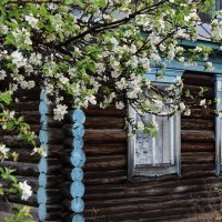 Аза окошком месяц май... :: Петр 