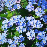 Незабудки :: Людмила Смородинская Незабудки :: Людмила Смородинская