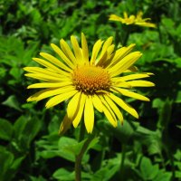 Дороникум зацвёл :: Людмила Смородинская Дороникум зацвёл :: Людмила Смородинская