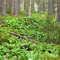 Заросли бадана толстолистного в Прителецкой тайге :: Татьяна Лютаева
