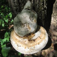 лесное :: Елена Шаламова