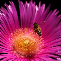 За мёдом :: Юрий. Шмаков За мёдом :: Юрий. Шмаков