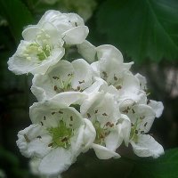 Весеннее :: Елена Семигина