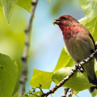 Чечевица с добычей. :: Владимир Безбородов Чечевица с добычей. :: Владимир Безбородов