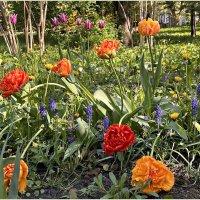 Тюльпаны Ландшафтного парка. :: Валерия Комова