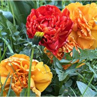 Махрушки. :: Валерия Комова Махрушки. :: Валерия Комова