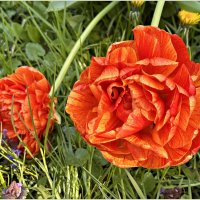 Красавчик. :: Валерия Комова