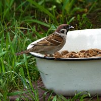 Птичка на завтраке :: Nikolai 888