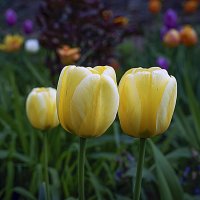 Тюльпаны :: Владимир Кроливец