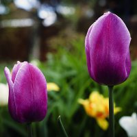 Тюльпаны :: Владимир Кроливец Тюльпаны :: Владимир Кроливец