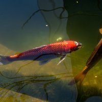 Карп кои :: Игорь Сикорский