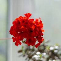 Моя герань :: Павел Серов