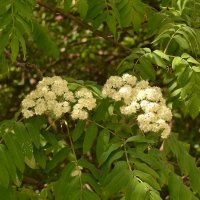 Рябина :: Oleg4618 Шутченко Рябина :: Oleg4618 Шутченко